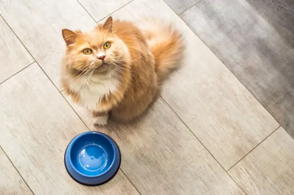 El gato jengibre esponjoso se sienta esperando junto a un plato de comida vacío