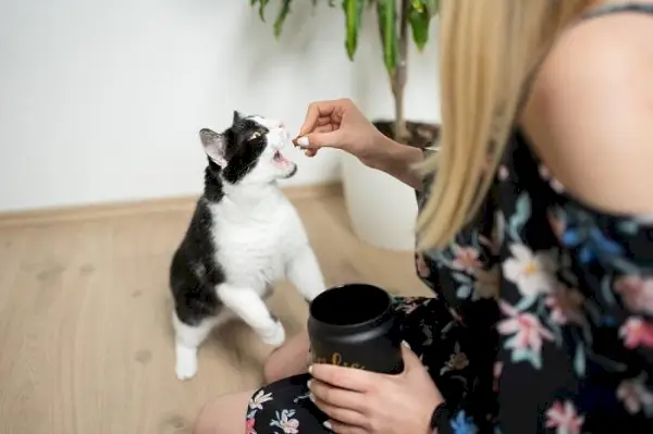 smoking katt som äter godsaker