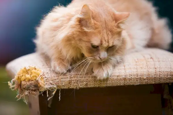 Dommages aux meubles causés par un chat