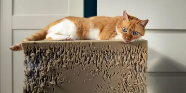 Gatto aggressivo seduto sopra uno sgabello in schiuma strappata