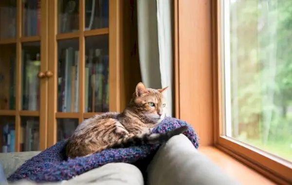 Eine Bengalkatze liegt gemütlich in einer blauen Decke.