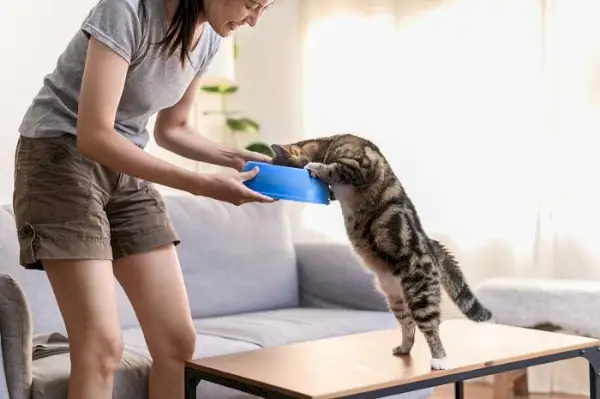 Eine Frau und eine Katze essen zusammen und veranschaulichen die Bindung zwischen einer Katze und ihrer Bezugsperson während der Mahlzeit.