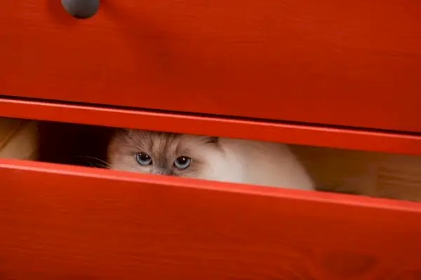 Eine Katze versteckt sich in einer Schublade, ein häufiges Verhalten von Katzen, wenn sie einen ruhigen und sicheren Ort suchen.