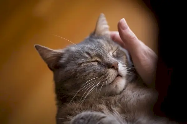 você pode disciplinar um gato com um borrifador