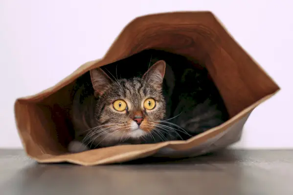 pourquoi-les-chats-aiment-crinkly