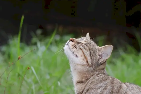 고양이 냄새