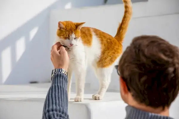 Et bilde med en mann og en katt, som muligens viser en hjertevarmende interaksjon mellom et menneske og en kattekamerat.