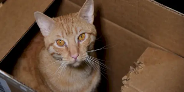 Chat mâchant du carton