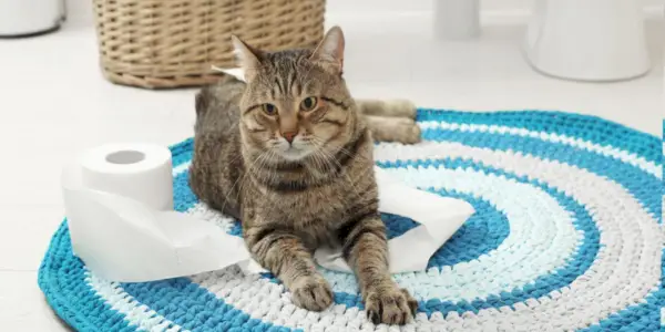 L'image représente un chat assis ou allongé sur un tapis de salle de bain.