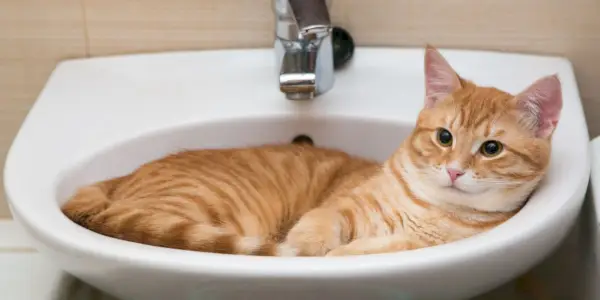 La imagen muestra a un gato explorando el ambiente del baño, con su atención dirigida hacia el inodoro y el lavabo.