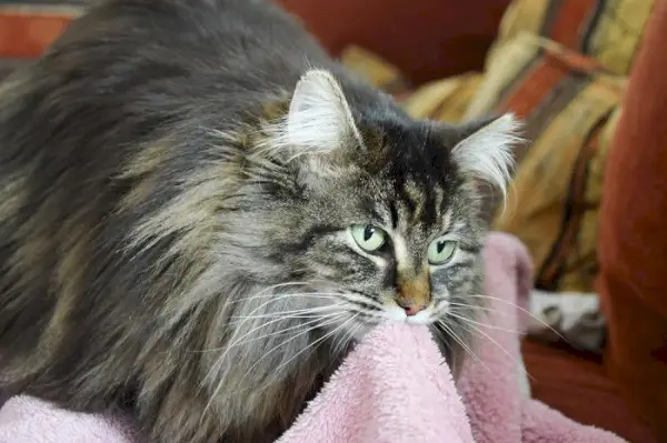 Un chat curieux est capturé en train de sucer doucement une couverture, démontrant un comportement souvent associé au confort et à la sécurité.