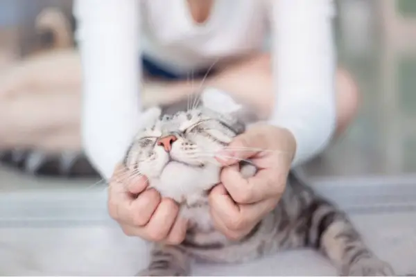 Uma cena de compaixão se desenrola na imagem, quando uma pessoa é vista cuidando de um gato que não está bem.