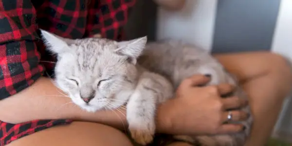 Un gatto che dorme pacificamente è accoccolato comodamente su una persona