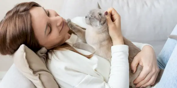 Um gato curioso e carinhoso está aninhado em uma pessoa