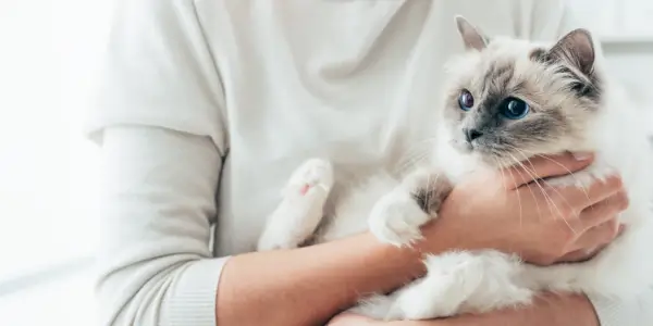 il gatto viene catturato in un abbraccio commovente,