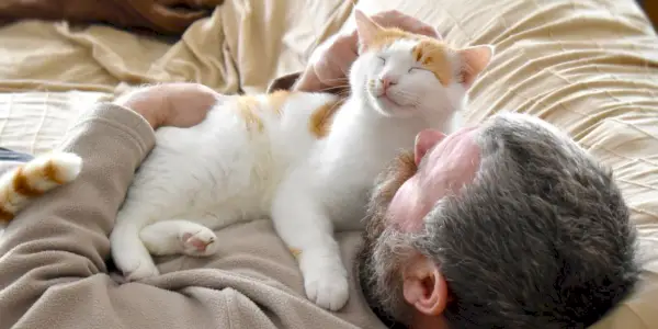 Un gato naranja y blanco descansa pacíficamente sobre una persona.