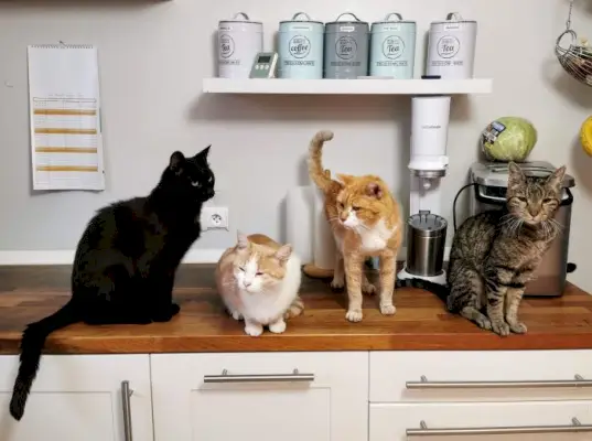 Gatos en la encimera de la cocina.