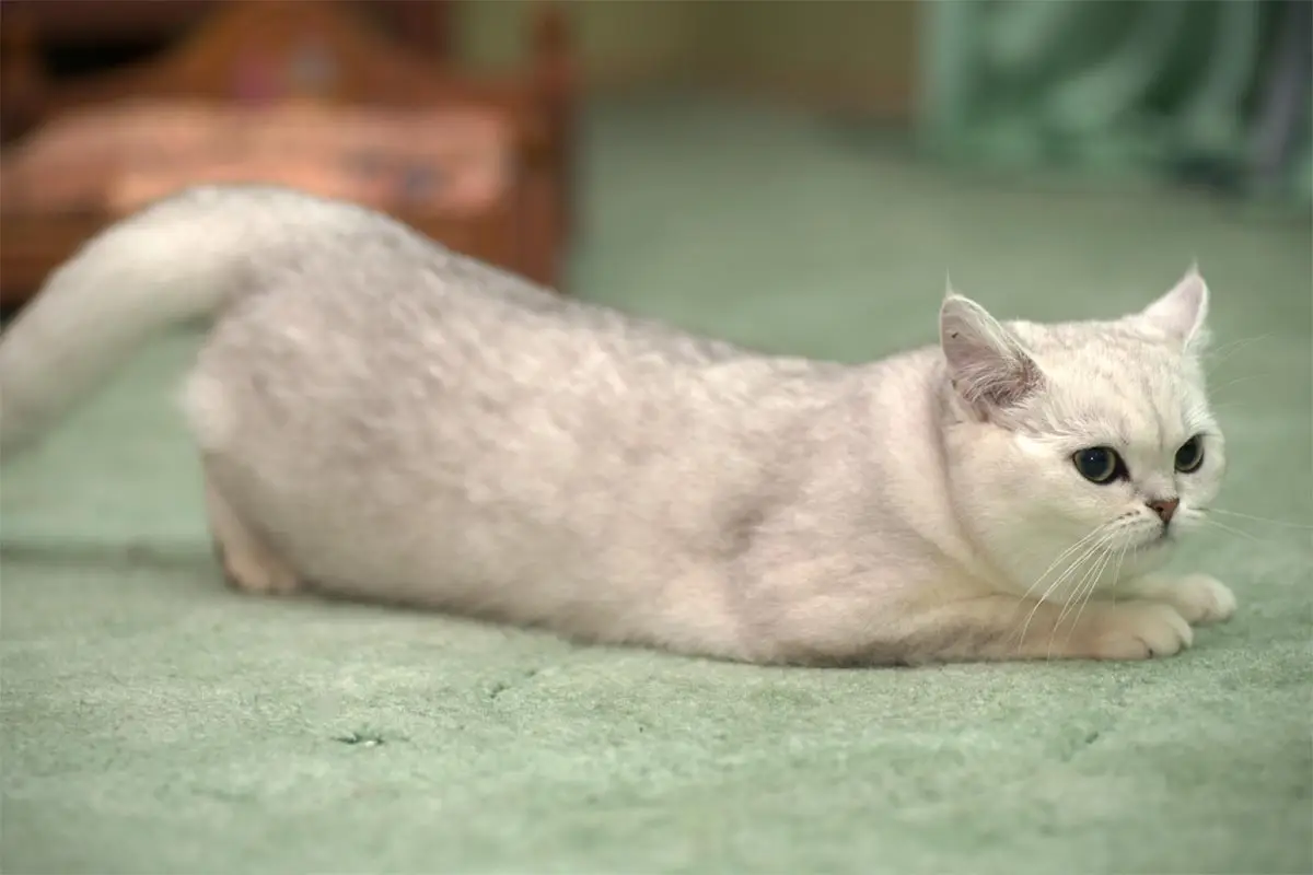 Cat in heat