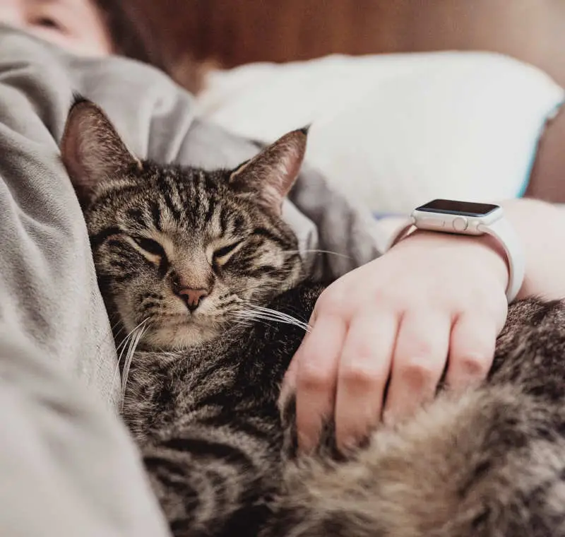 cat cuddling up to its owner on chest