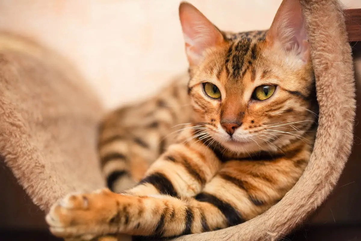 Environmental modification for cats