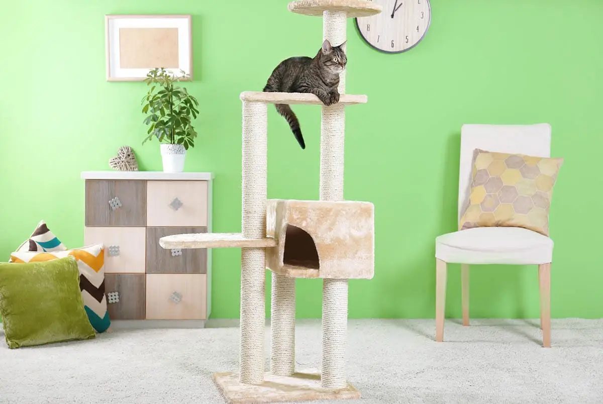 Cat trees can help to reduce stress in cats