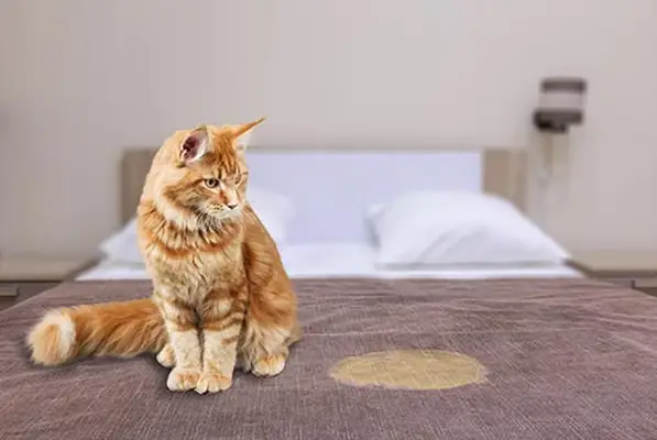 cat sitting next to pee on bed