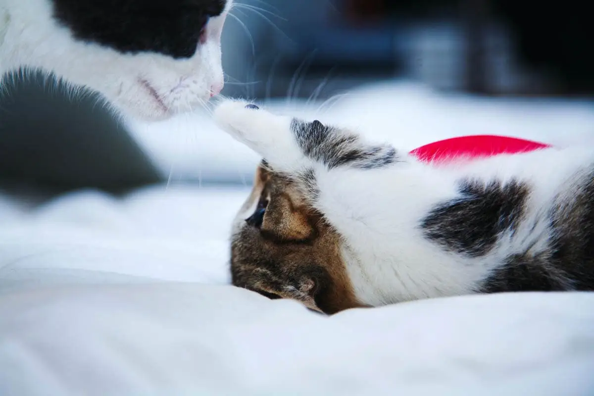 Kittens should stay with their mother until they are twelve weeks