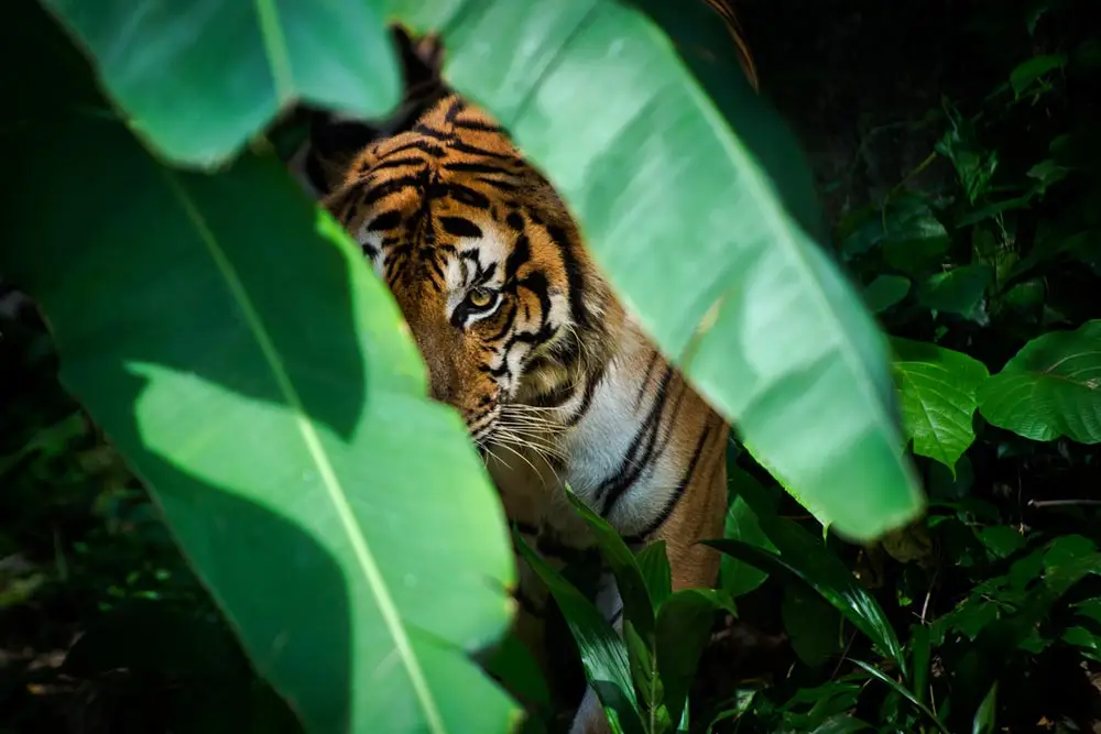 Tiger-hiding-behind-leaves