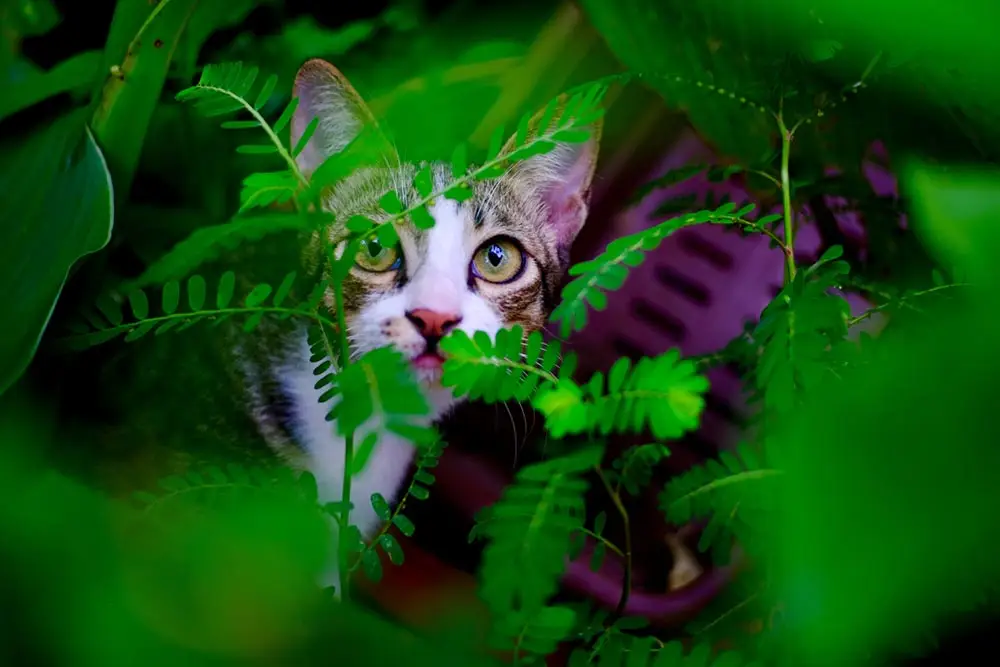 Cat-also-hiding-behind-leaves
