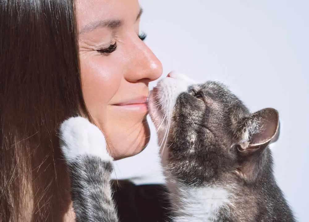 cat being cute and kissing owner on nose