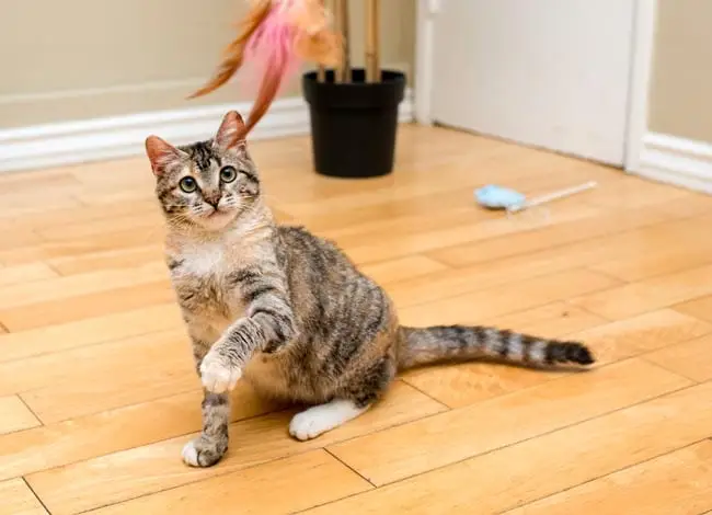 Play time with cat
