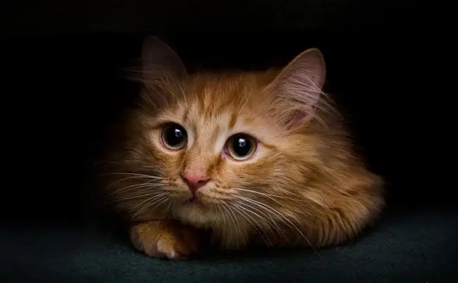 Scared cat