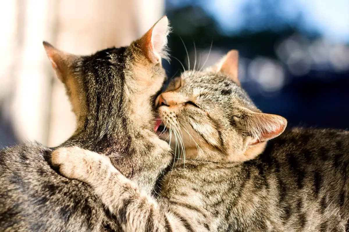 Two cats grooming each other