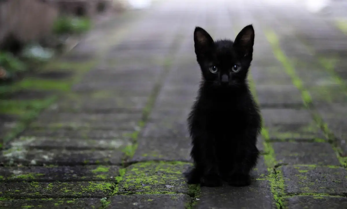 Indoor vs outdoor cat