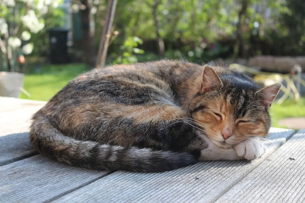 Cat sleeping curled up