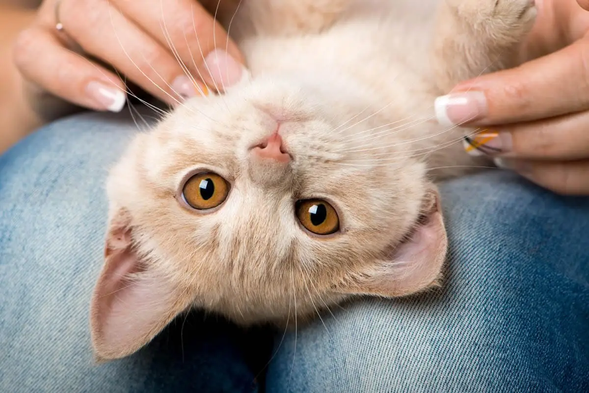 Spending time with your cat