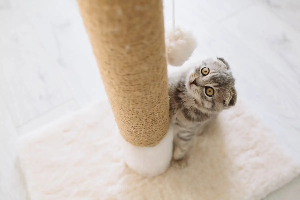 Scottish Fold using a scratching post