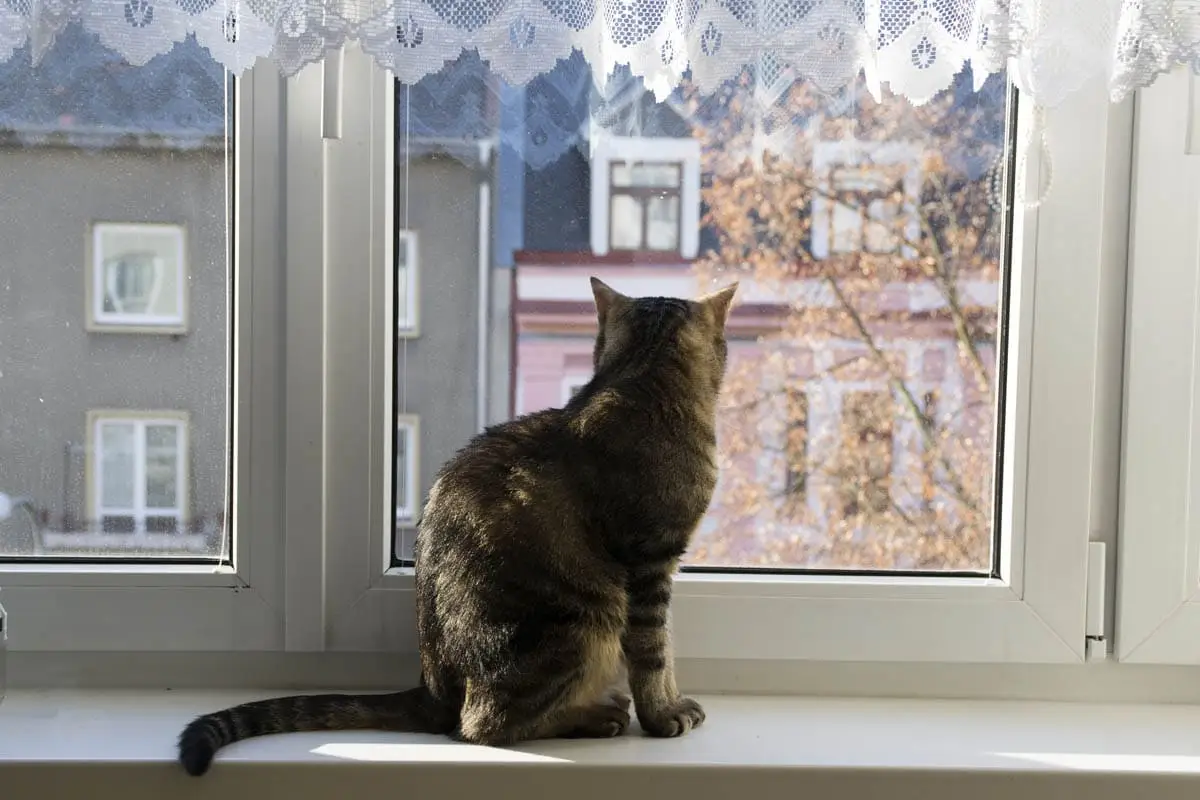 Cat enjoying a view from a window