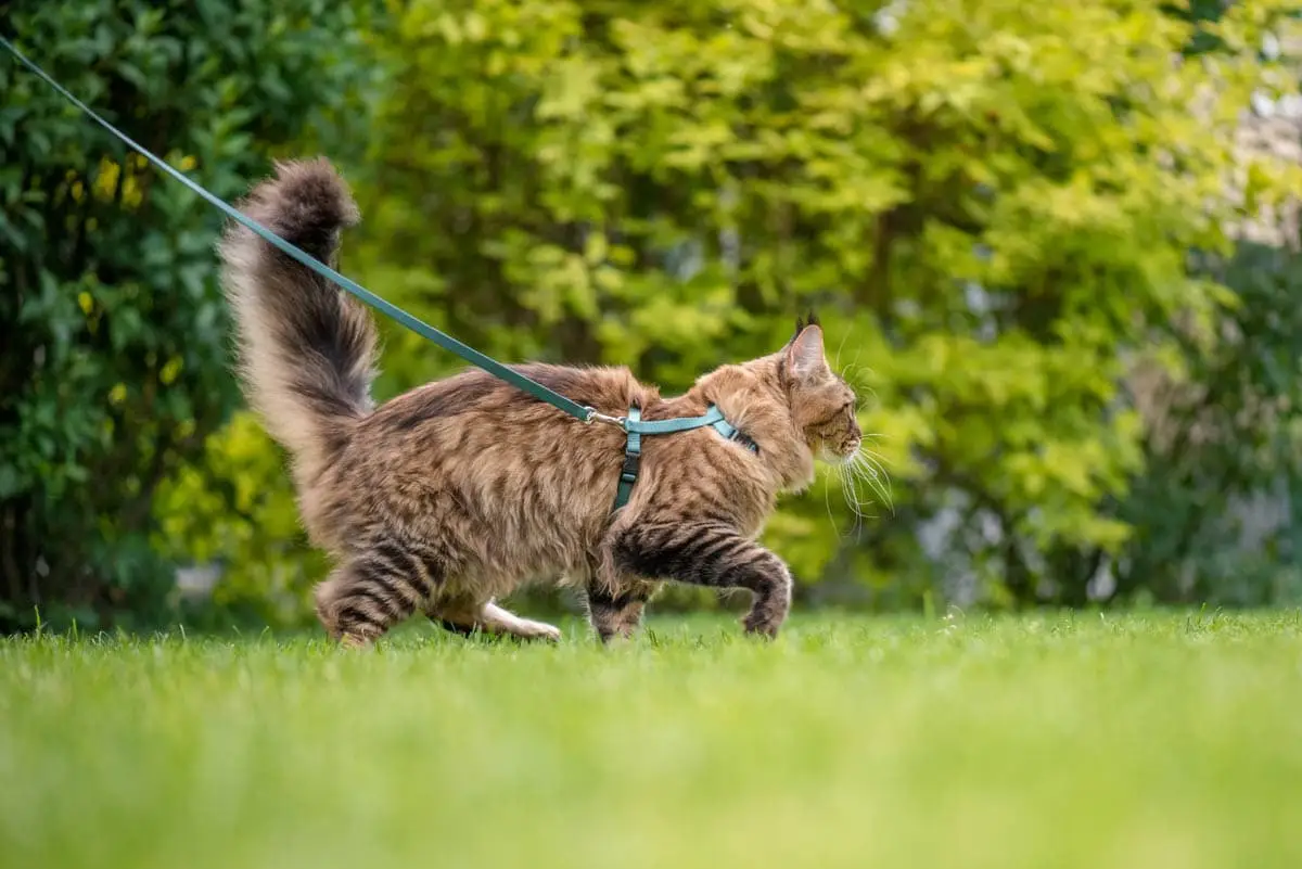 Cat walking on a leash