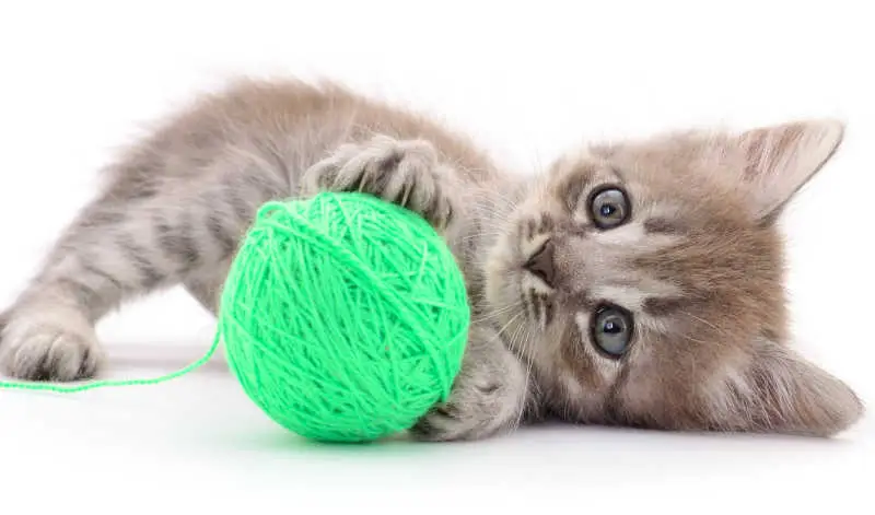 kitten playing