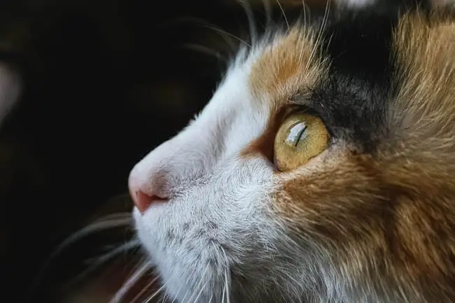 Caring for a senior cat
