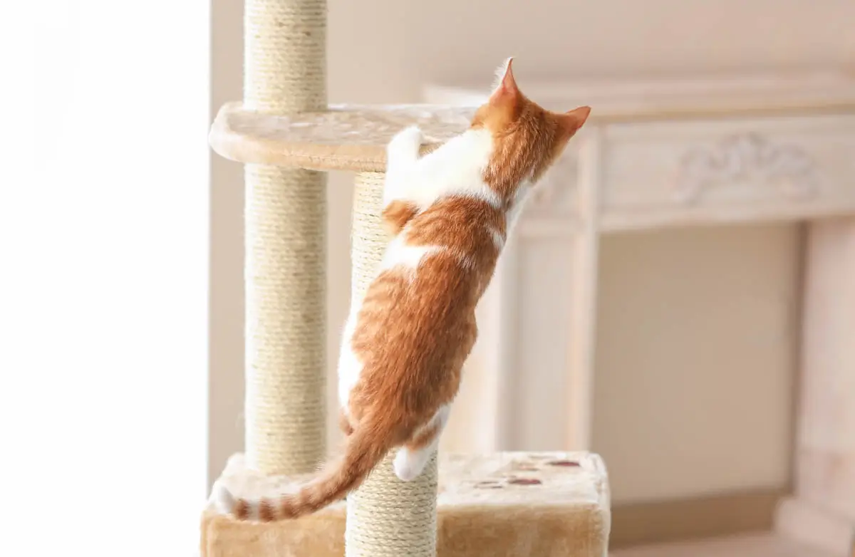 Cat playing on cat tree