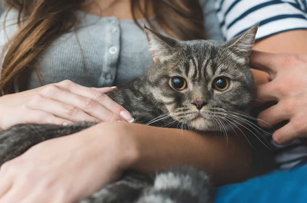 Защо котката ми не е права? 4 съвета за насърчаване