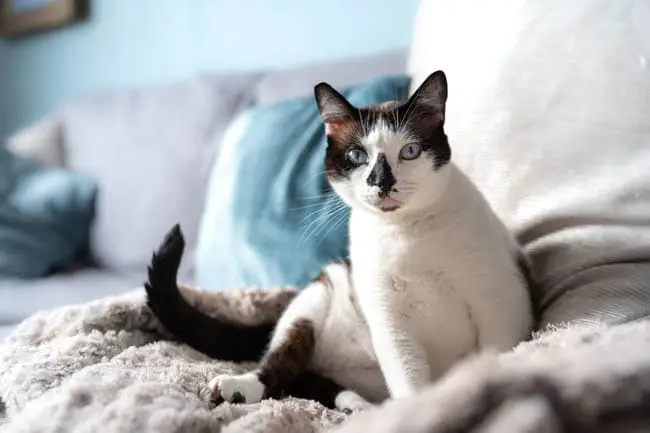 Cat sitting on the sofa