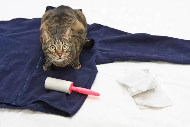 Why do cats sit on our clothes?