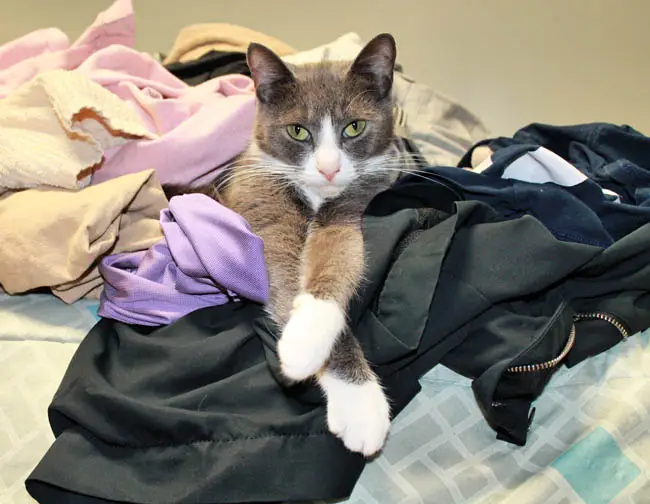 Why do cats sit on clean laundry?