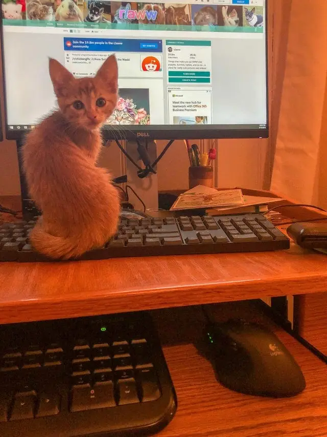 Decoy keyboard