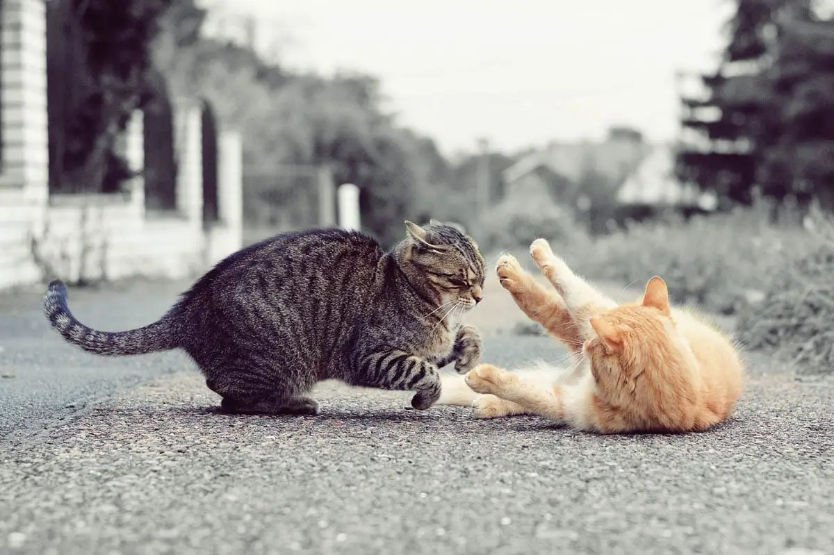 Submissive cat