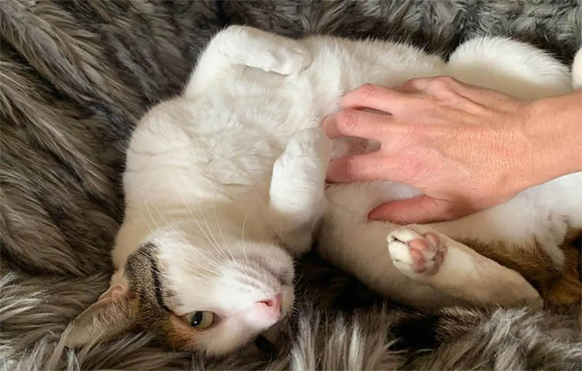 Belly scratches