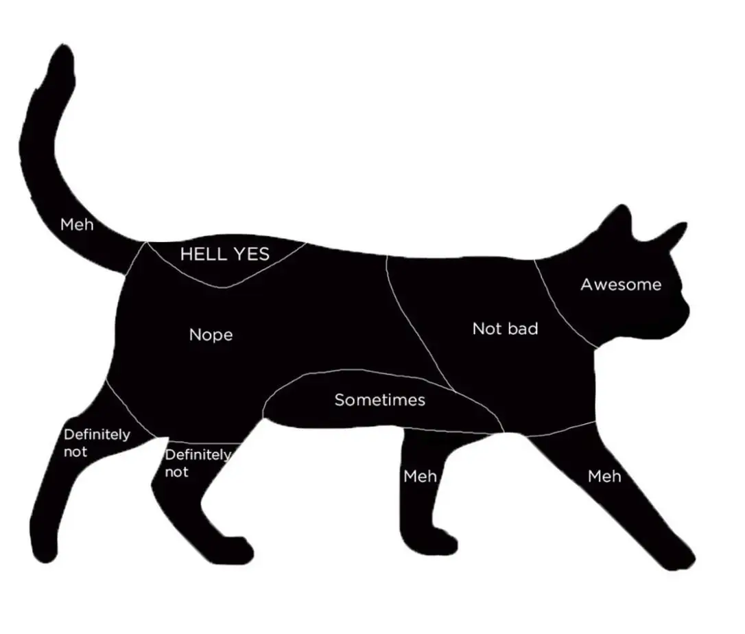 How to pet a cat